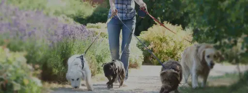 pasear perros